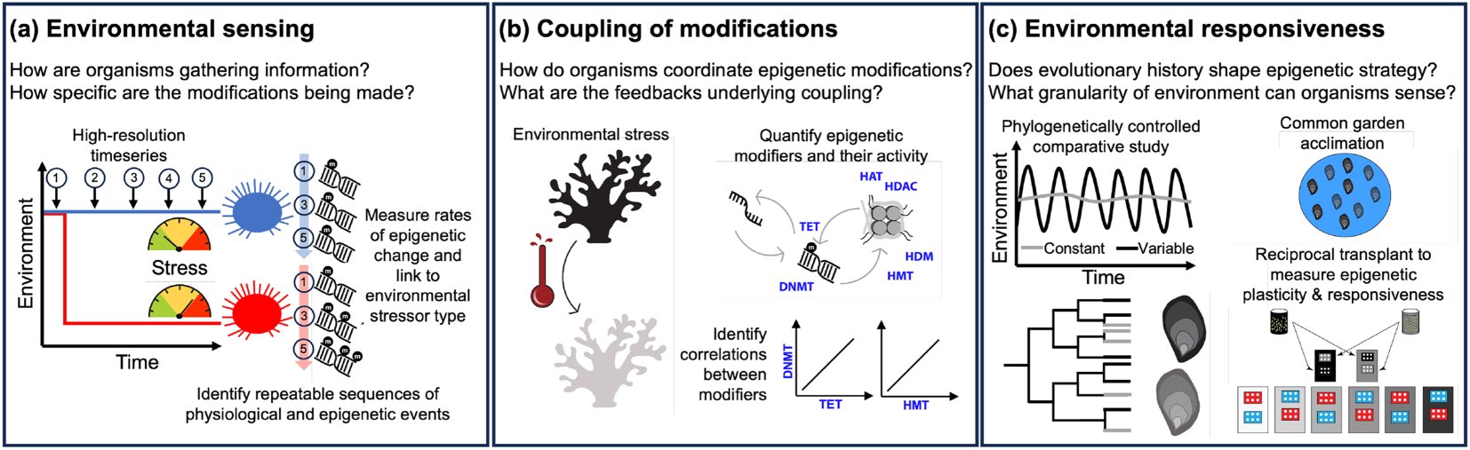 Three-panel schematic of proposed experiments: high-resolution time series after a stressor, quantification of epigenetic enzymes such as DNMT, TET, HAT, HDAC and HDM, and comparative common garden and reciprocal transplant studies.